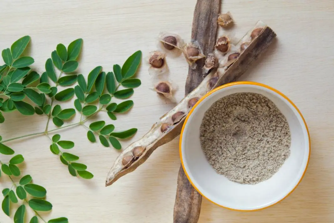 Benef Cios Da Moringa A Planta Medicinal Que Purifica A Gua