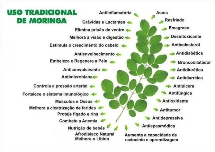 Benef Cios Da Moringa A Planta Medicinal Que Purifica A Gua