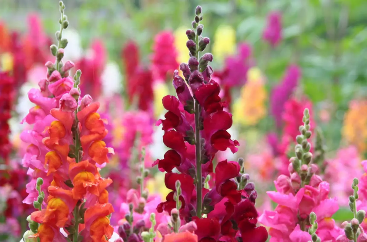 Nomes de Flores de A a Z e Seus Significados 