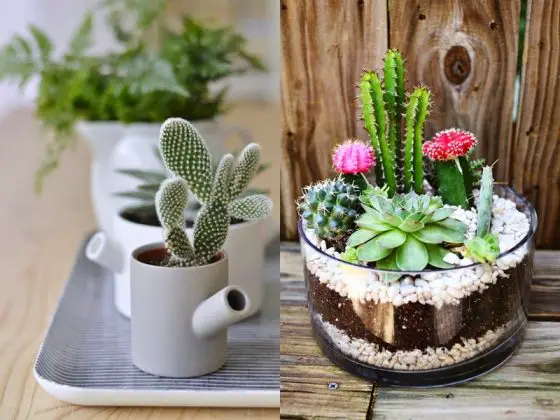 Cactos de Jardim: Como Cultivar