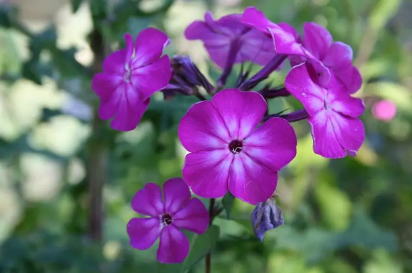 Nomes de Flores de A a Z e Seus Significados 