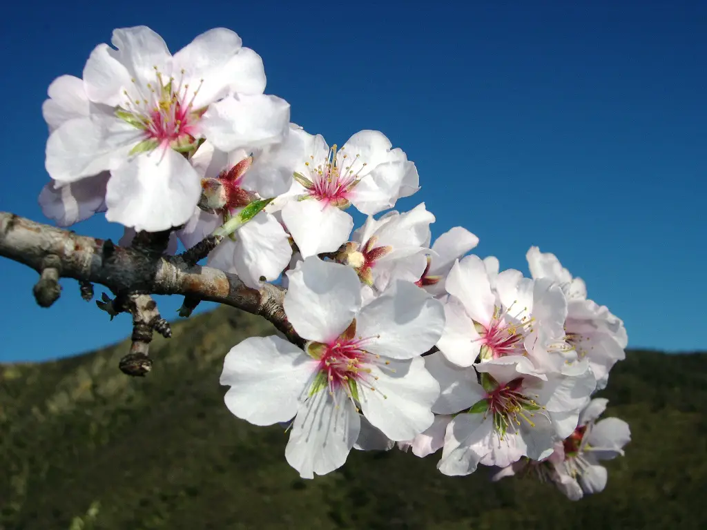 Nomes de Flores de A a Z e Seus Significados 