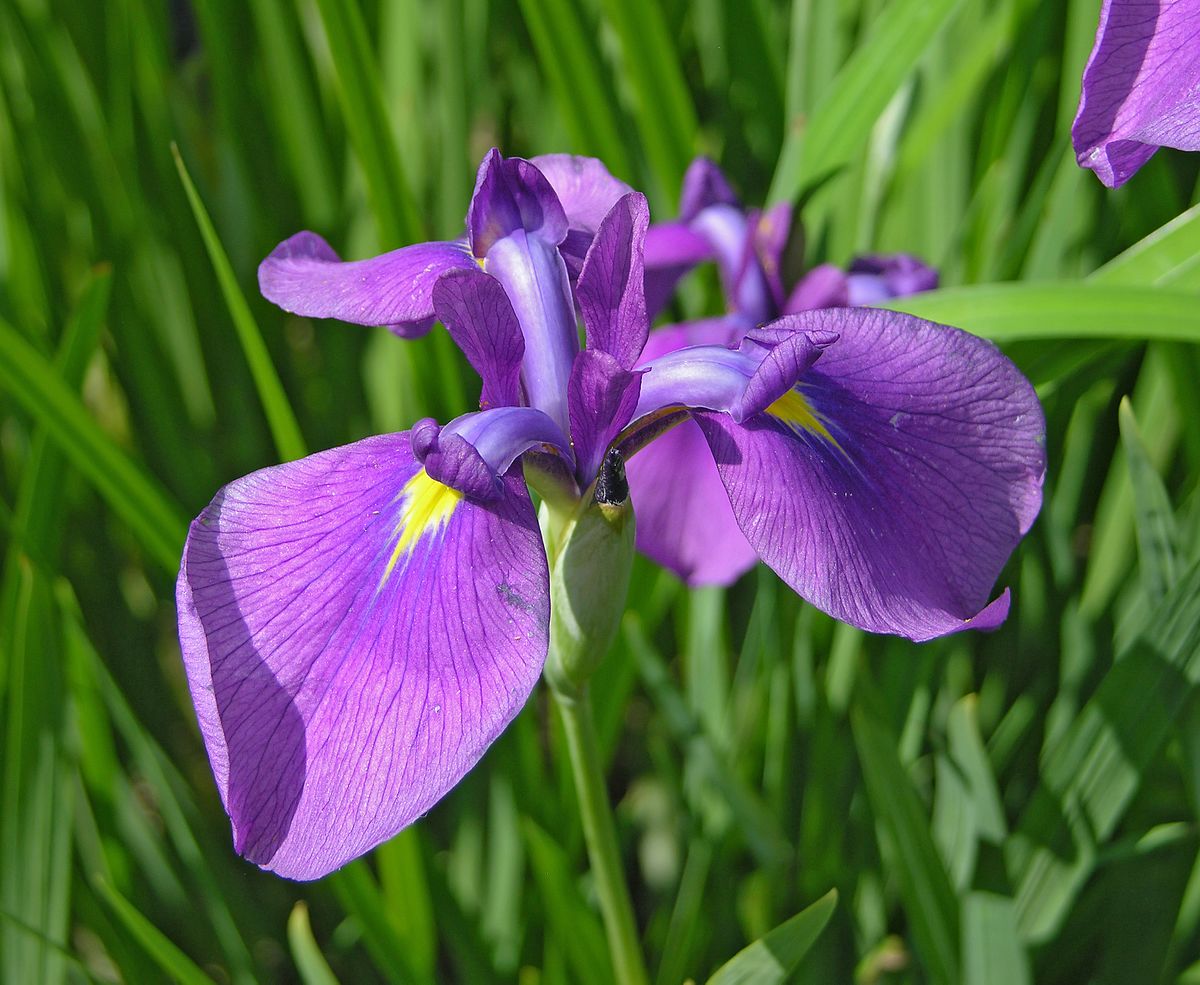 Nomes de Flores de A a Z e Seus Significados 