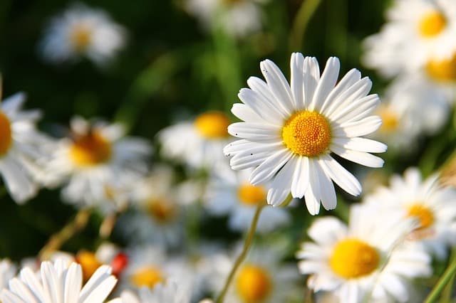 Nomes de Flores de A a Z e Seus Significados 