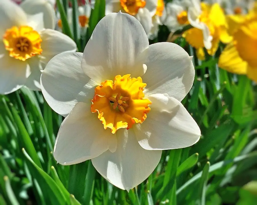 Nomes de Flores de A a Z e Seus Significados 