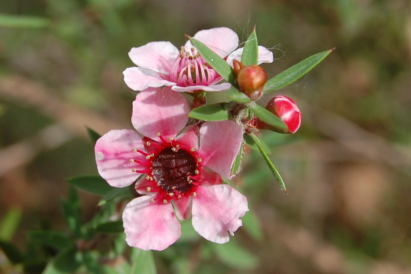 Nomes de Flores de A a Z e Seus Significados 