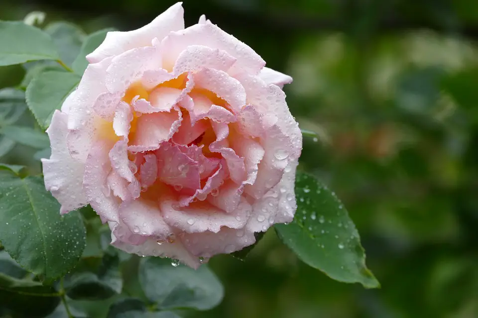 Nomes de Flores de A a Z e Seus Significados 