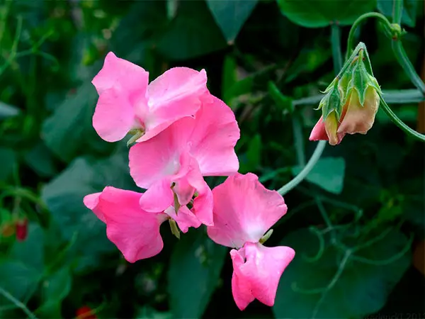 Nomes de Flores de A a Z e Seus Significados 