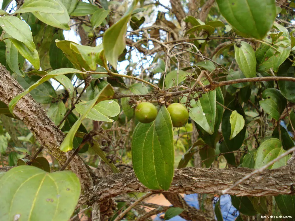 Nomes das frutas com Q