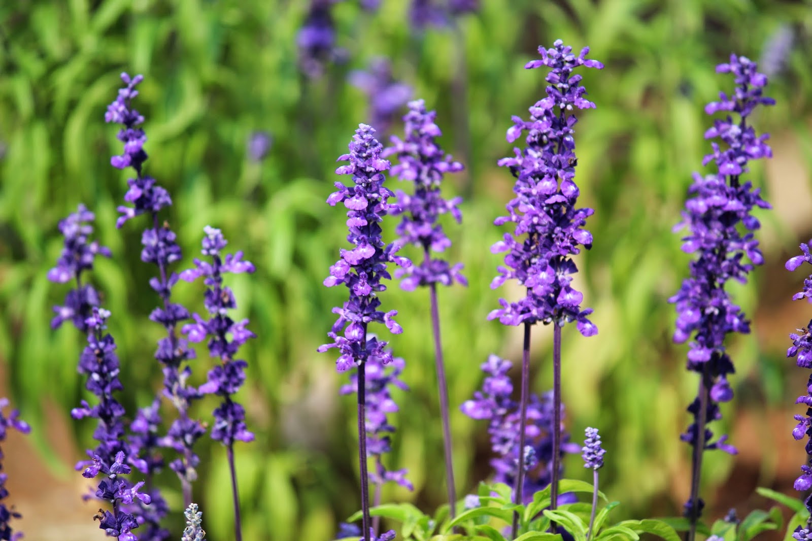 Nomes de Flores de A a Z e Seus Significados 